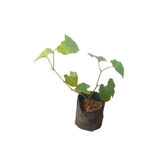 Lakpura® Siwiya Plant