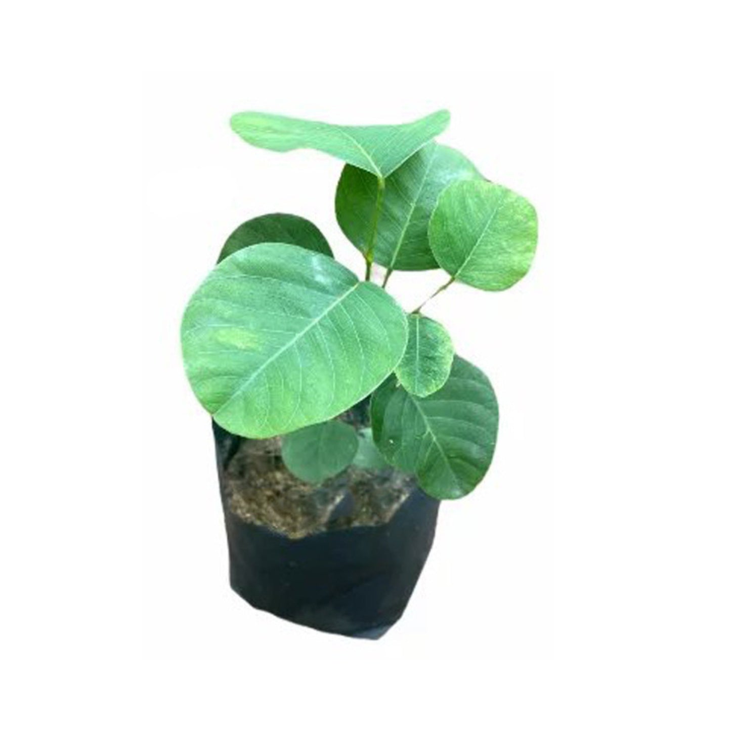 Lakpura® Gammalu Plant