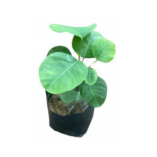 Lakpura® Gammalu Plant