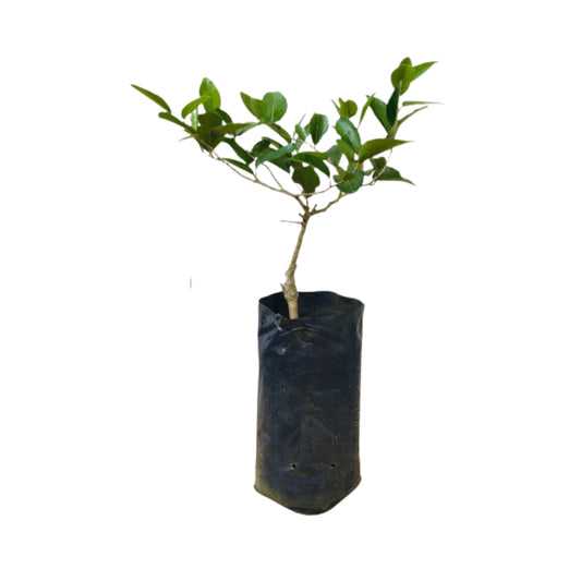 Lakpura Nas Narang geënte plant