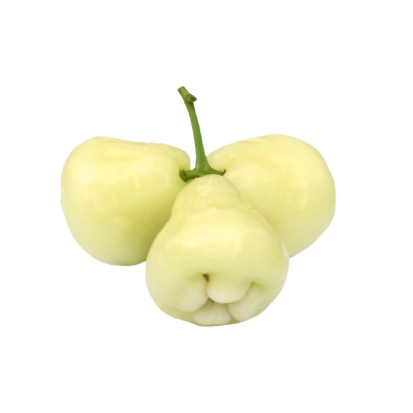 락푸라® 화이트 로즈 애플 플랜트