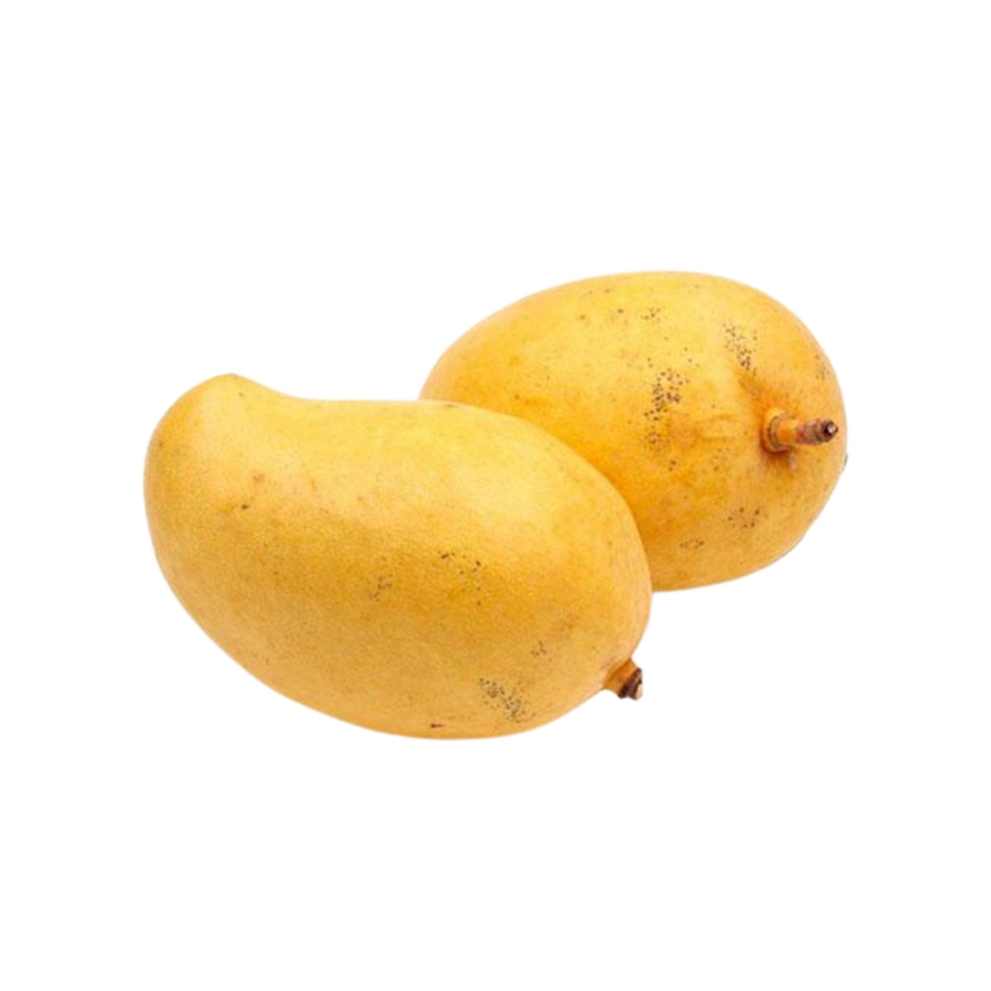 Met mango geënte plant met Lakpura® TJC