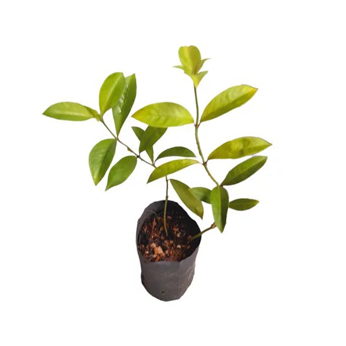 Lakpura Gonika Plant