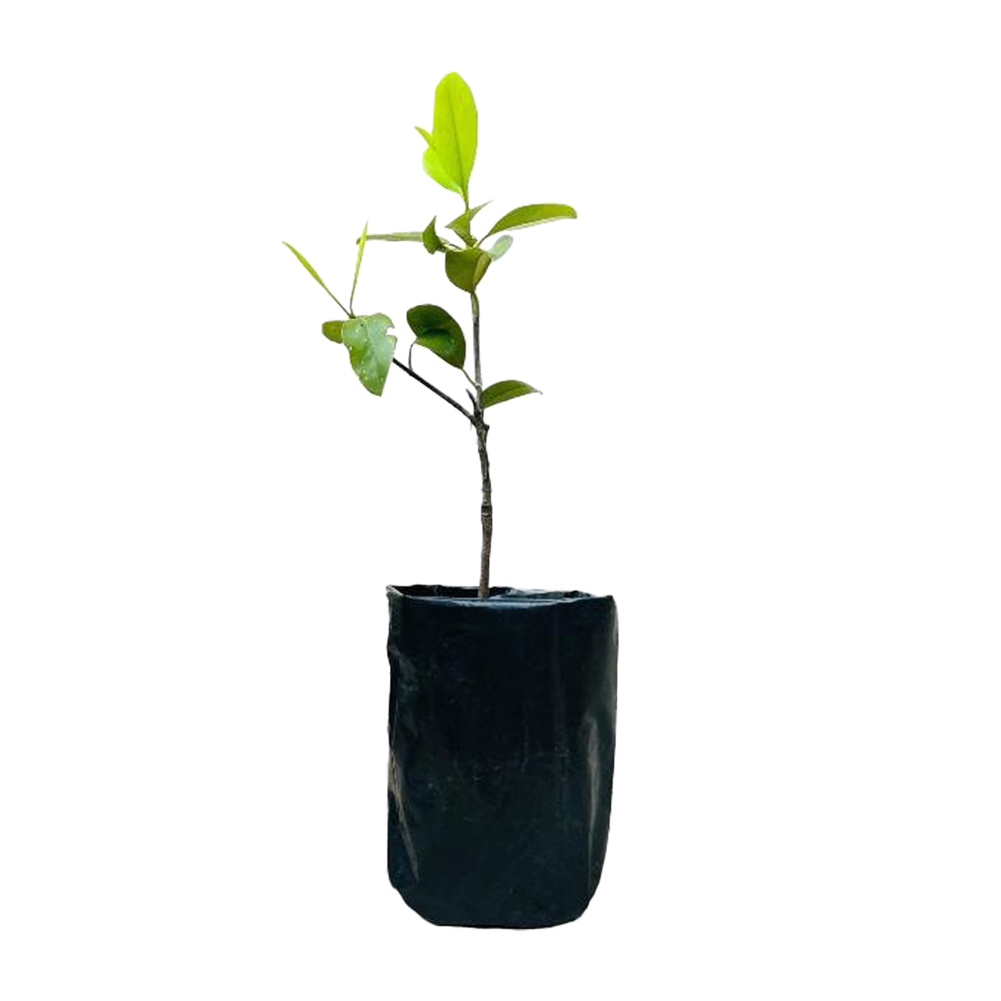 Lakpura Garcinia (Goraka) Plant