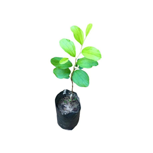 Lakpura Thai Apple Masan veredelte Pflanze