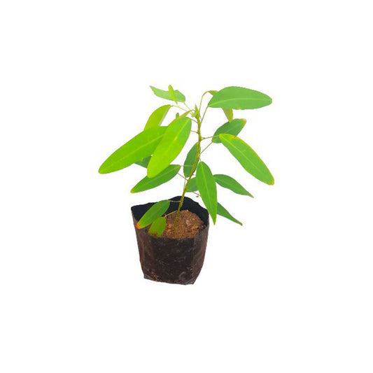 Lakpura® Dancing Plant (Pranajeewa)