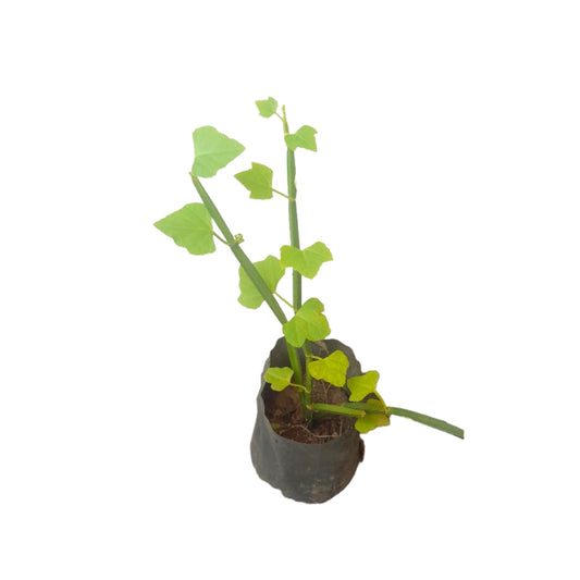 Lakpura® Heerassapalu Plant Layered Plant
