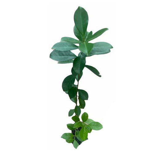 Lakpura gele Chinese guavefruitplant
