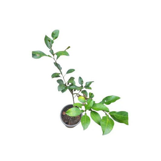 Pianta di Pomelo Bianco Thailandese Lakpura® innestata