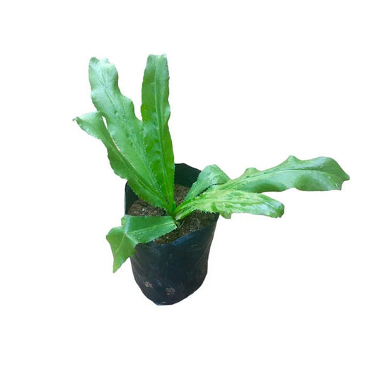 Lakpura® Long coriander (Adhu) Plant