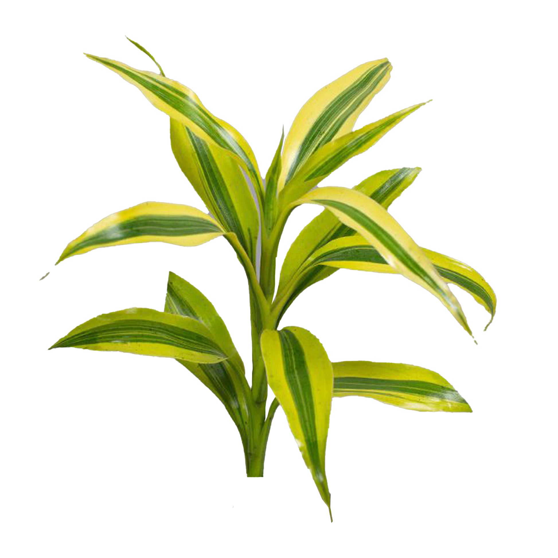 dracaena sanderiana victory Lakpura Dracaena Sanderiana Gold (50 Leaves) Medium