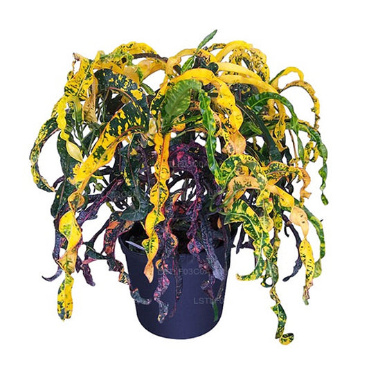 Lakpura Dreadlocks Croton (30 listů)