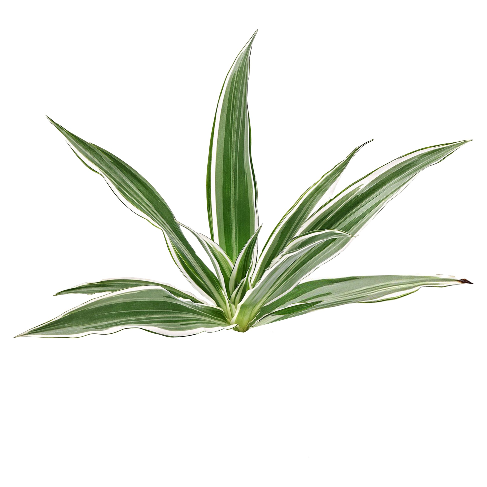 dracaena sanderiana white stripe Lakpura Dracaena Sanderiana White (50 Leaves) Medium