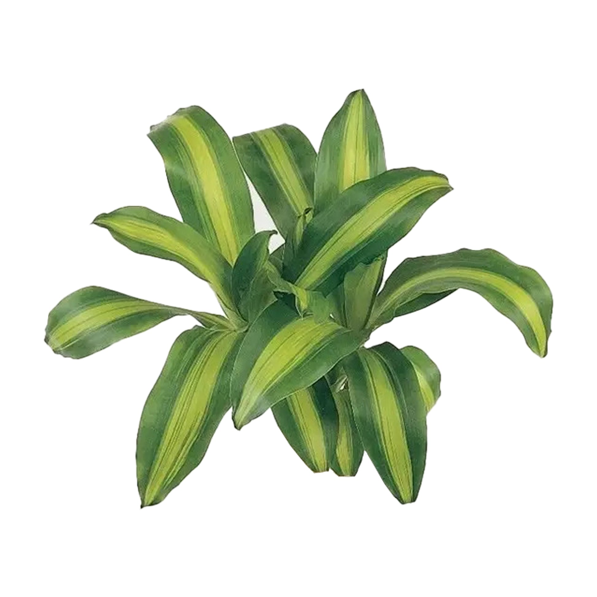 dracaena mauna kea Lakpura Dracaena Massangeana (20 Leaves) Medium – Lakpura®