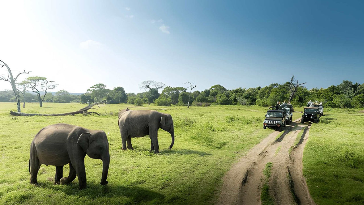 Colombo to Yala Private Transfer with Sightseeing Stops