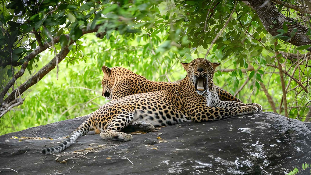 Colombo to Yala Private Transfer with Sightseeing Stops