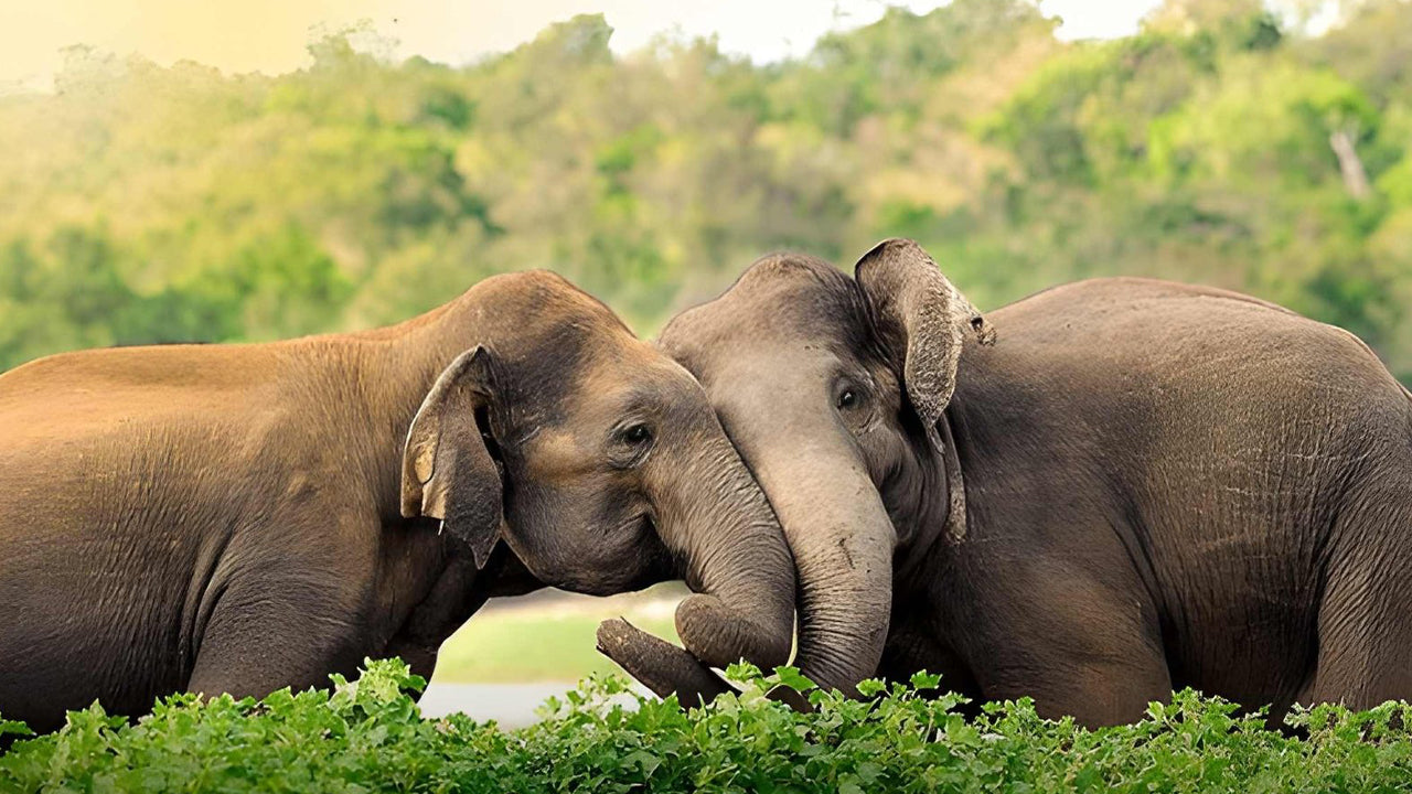 Colombo to Yala Private Transfer with Sightseeing Stops