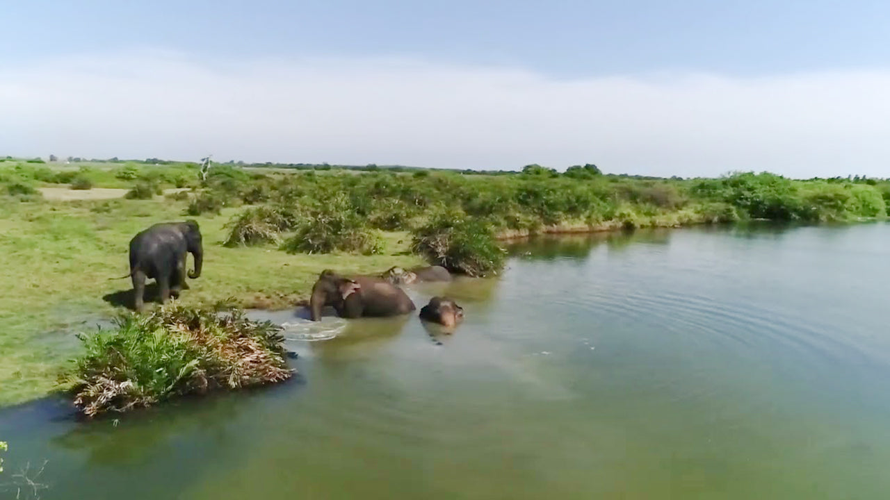 Radella Tank Elephant Watching Tour from Panama