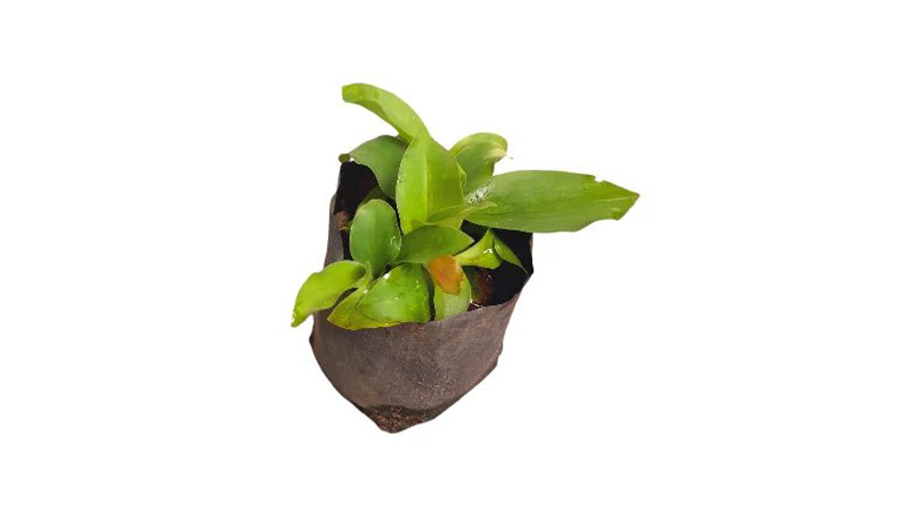 Lakpura Inguru Piyali (Kaempferia galanga) Plant – Lakpura®