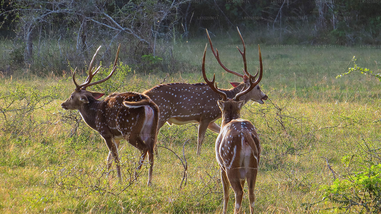 Wild Wonders and Sacred Spaces Tour from Galle (2 Days)