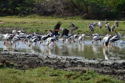 Wild Wonders and Hidden Temples from Hikkaduwa (2 Days)