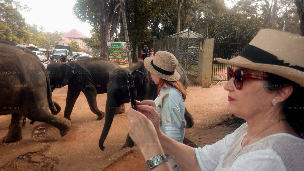 Last Kingdom of Sri Lanka from Colombo (3 Days)