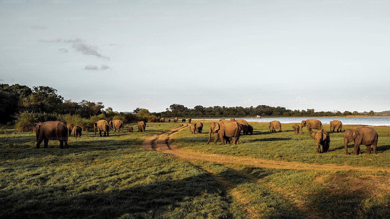 Highlights of Sri Lanka (10 Days)