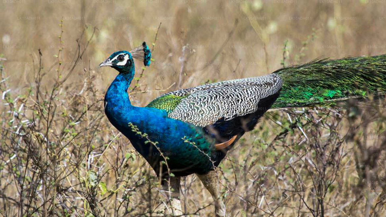 Birds and Wildlife Tour (11 Days)