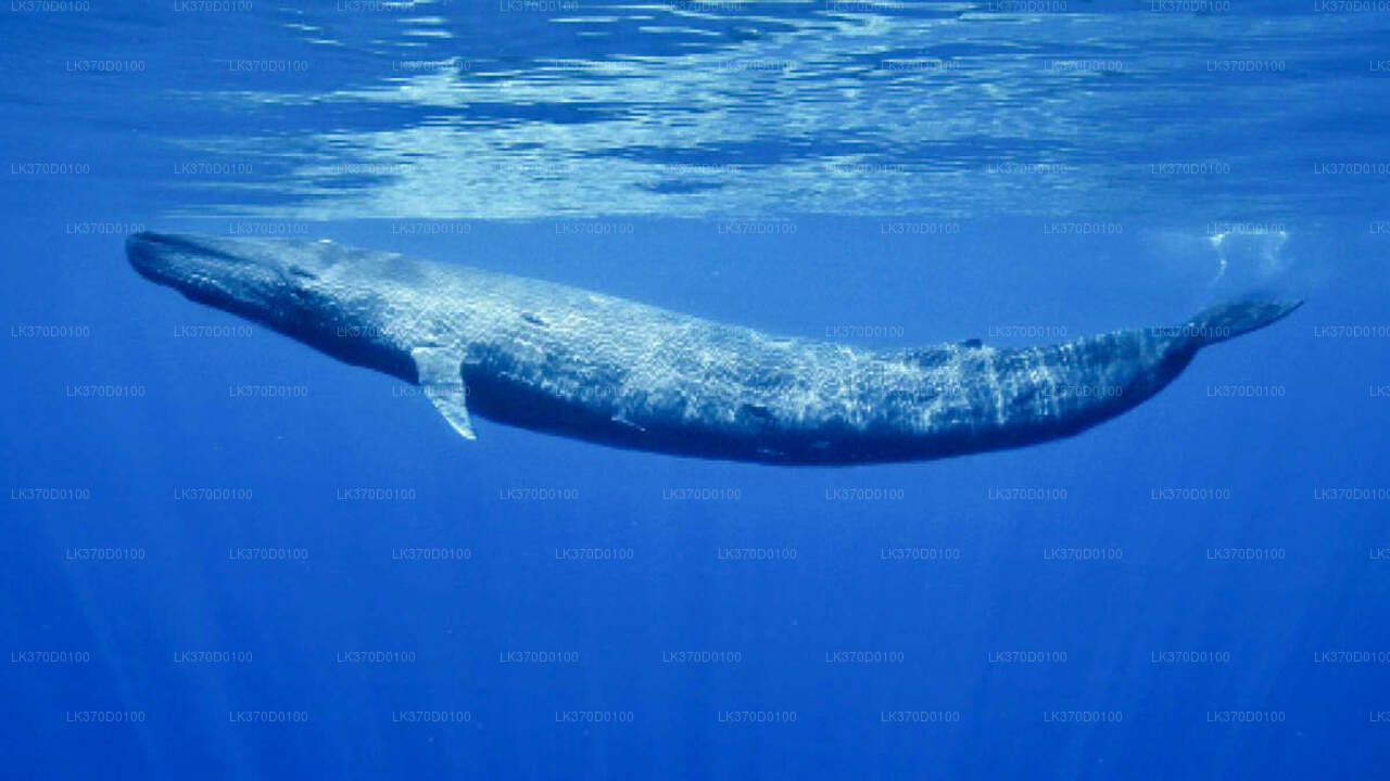 Whale Watching from Bentota on Shared Boat