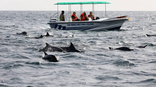 Whale Watching from Kalpitiya on private Boat