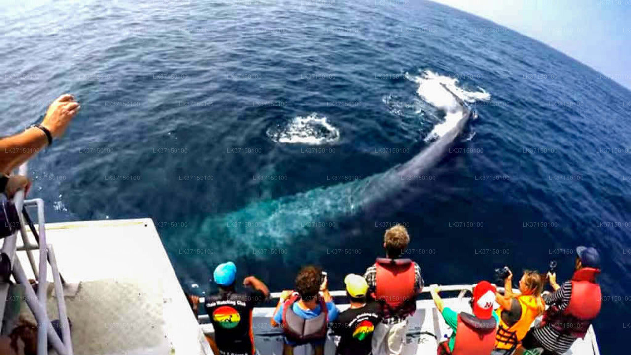 Whale Watching from Kalpitiya on private Boat