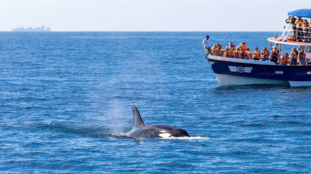 Whale Watching from Kalpitiya on private Boat