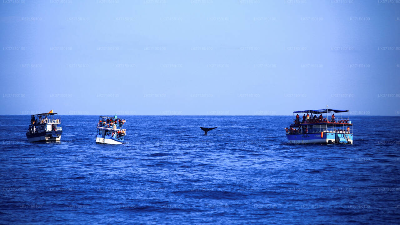 Whale Watching from Kalpitiya on private Boat
