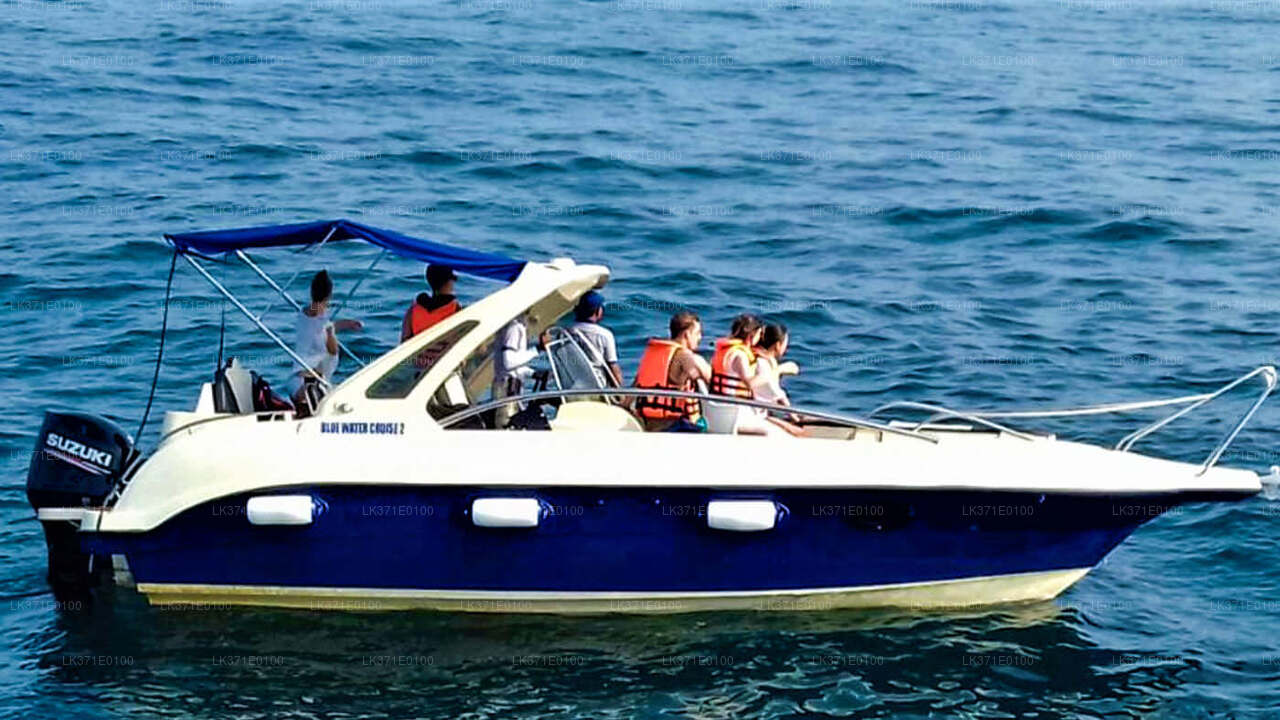 Whale Watching from Koggala on Shared Boat