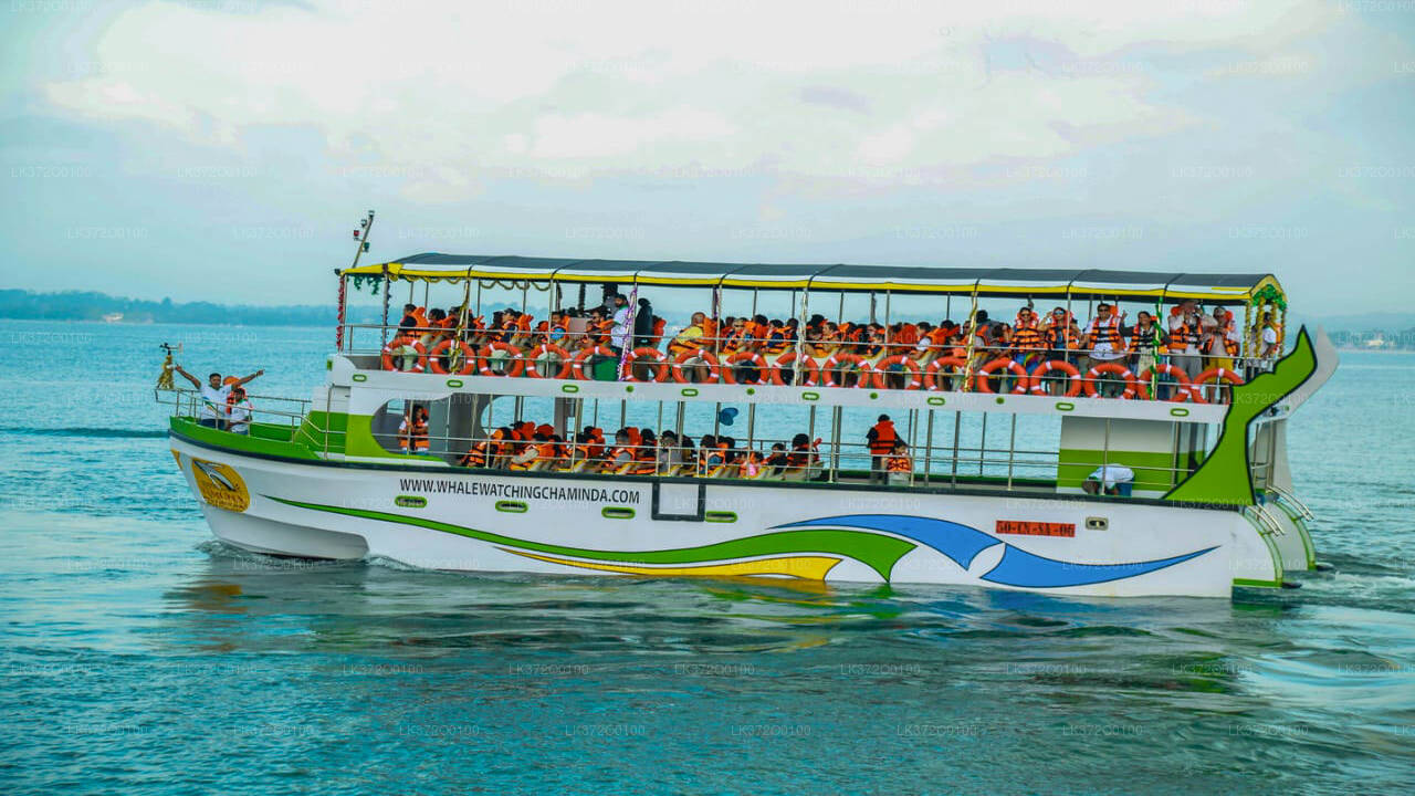 Whale Watching from Mirissa on Shared Boat