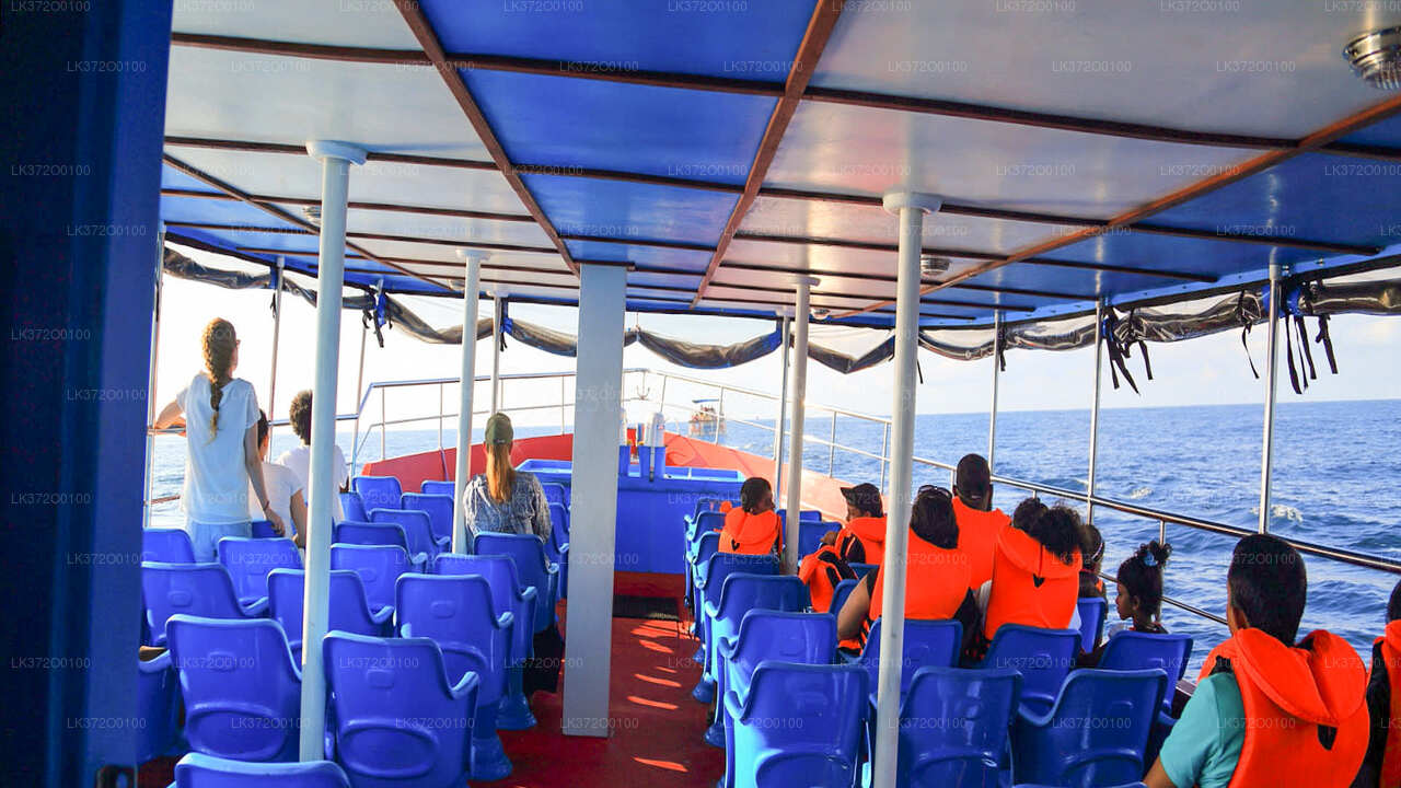 Whale Watching from Mirissa on Shared Boat