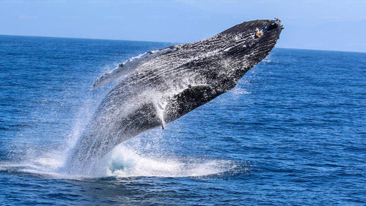 Whale Watching from Ahangama on Shared Boat