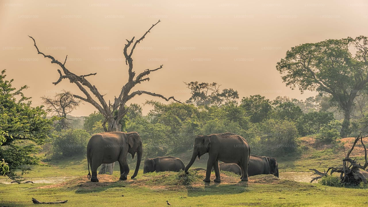 Sigiriya Rock and Wild Elephant Safari from Dambulla
