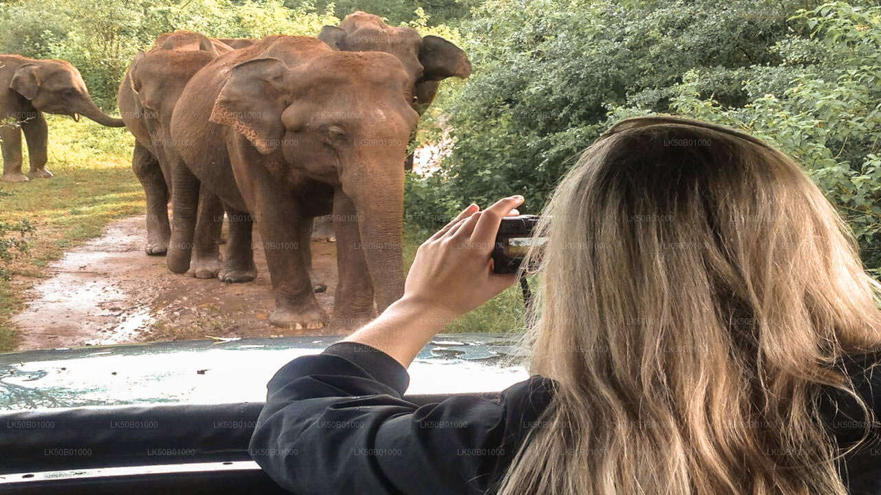 Sigiriya Rock and Wild Elephant Safari from Dambulla
