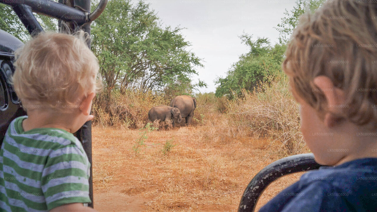 The Great Elephant Gathering Private Safari from Minneriya