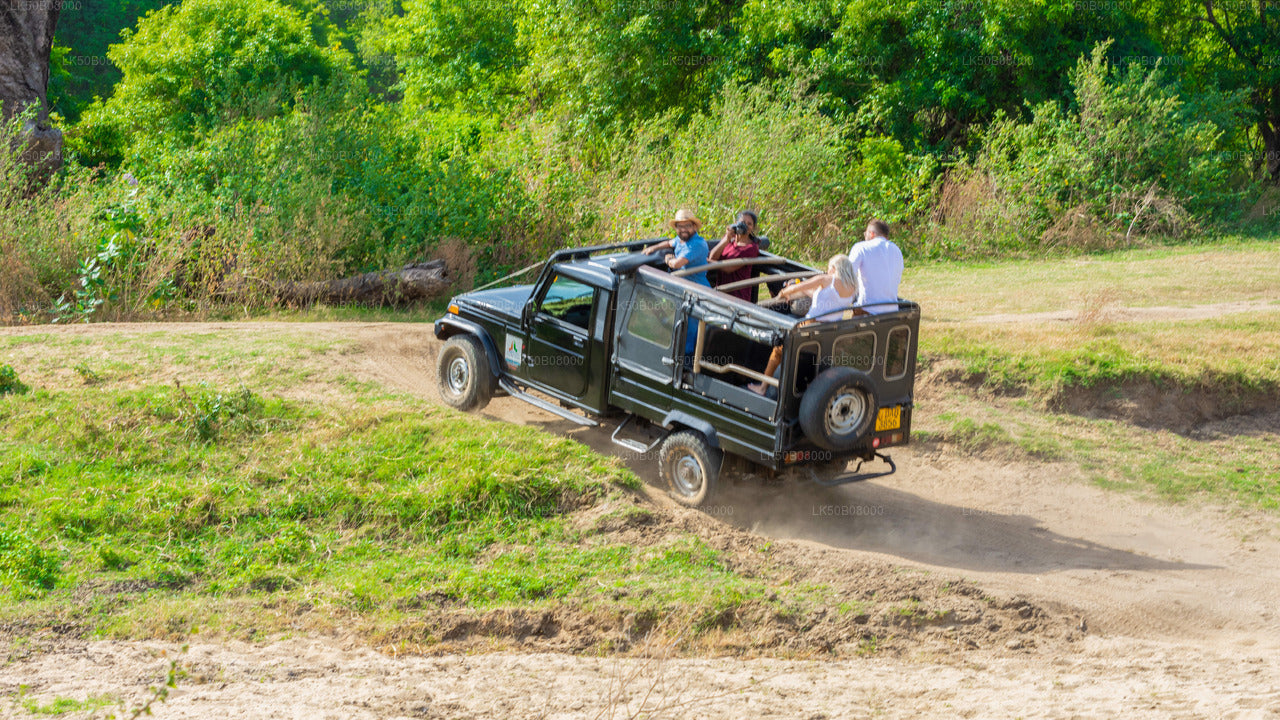 The Great Elephant Gathering Private Safari from Minneriya