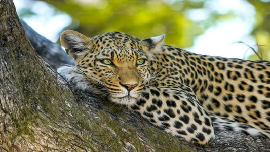 Yala National Park Safari from Tissamaharama