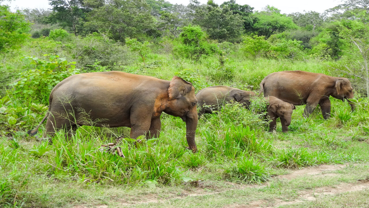 Minneriya National Park Private Safari from Dambulla