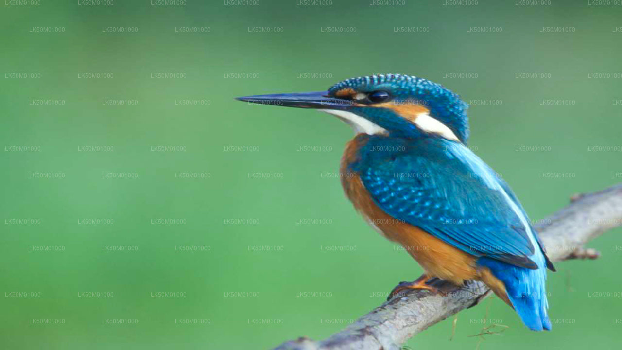 ලාහුගල කිතුලාන ජාතික වනෝද්‍යානය පුද්ගලික සෆාරි