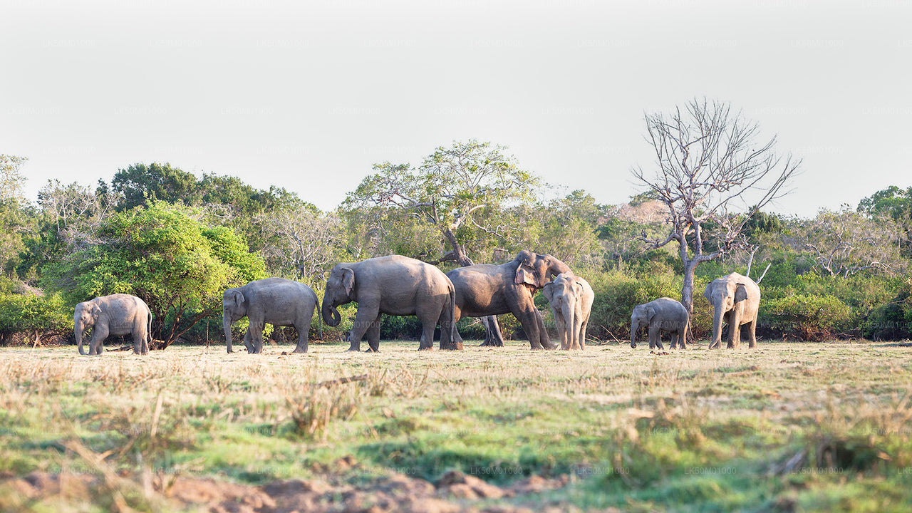 ලාහුගල කිතුලාන ජාතික වනෝද්‍යානය පුද්ගලික සෆාරි