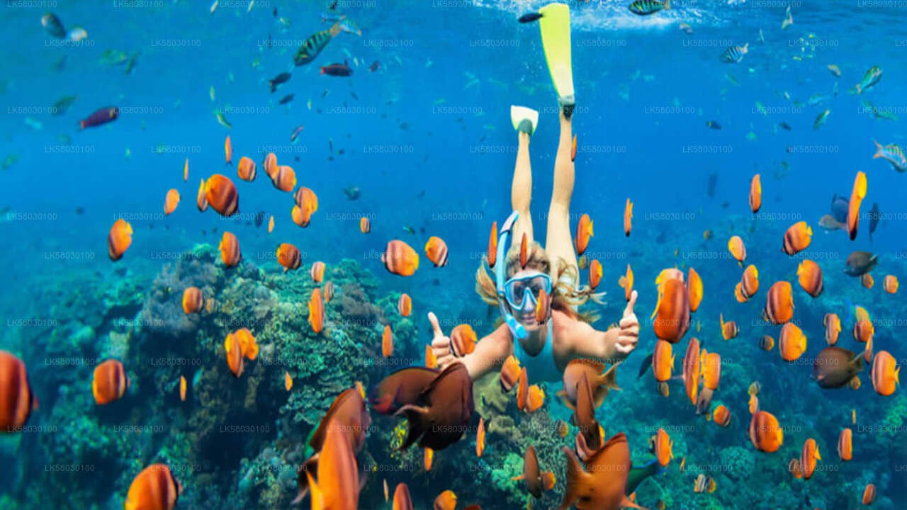 Snorkeling from Bentota
