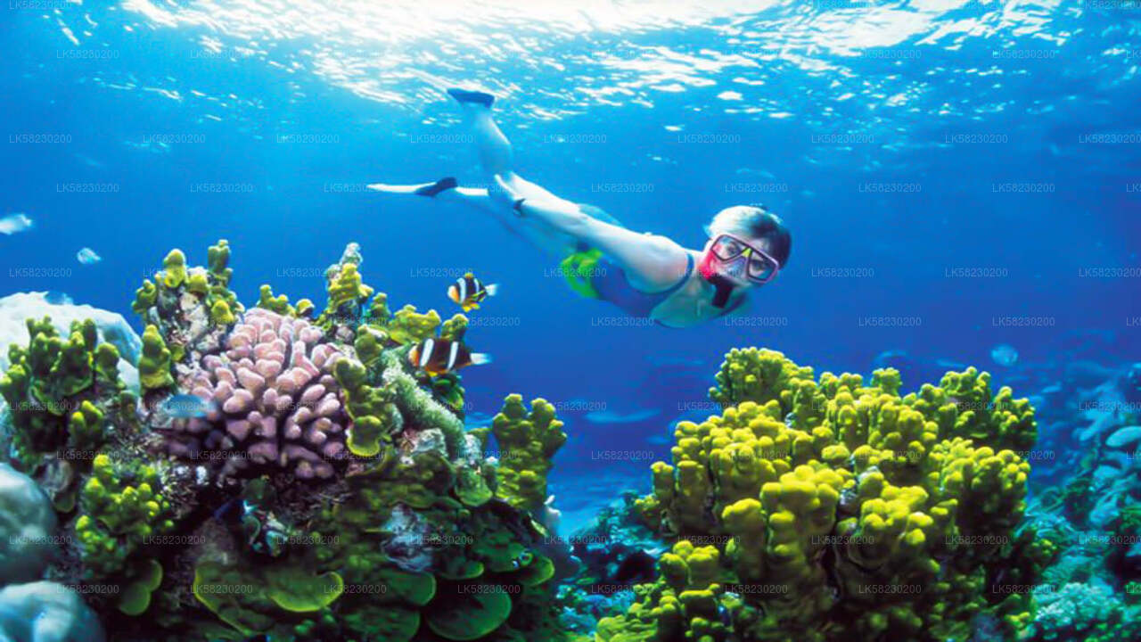Snorkeling at Coral Island from Trincomalee