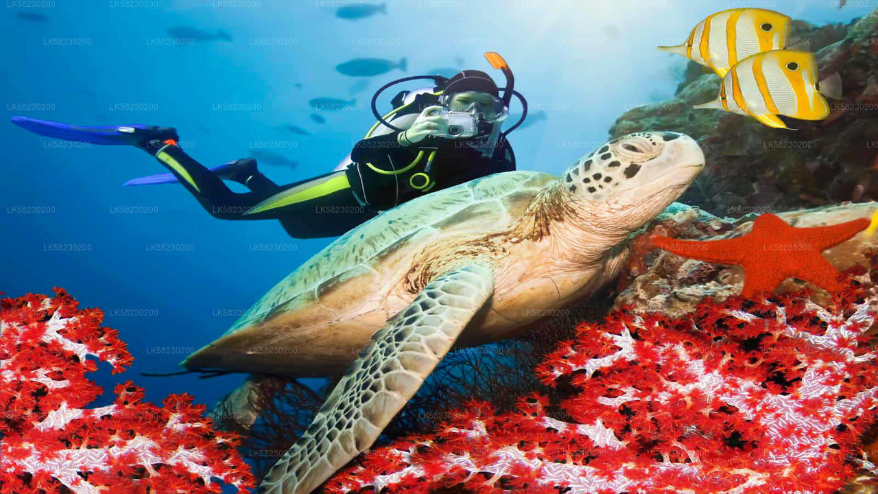 Snorkeling at Coral Island from Trincomalee