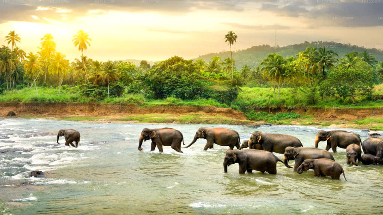 Safari en el Parque Nacional de Udawalawe desde Ahangama