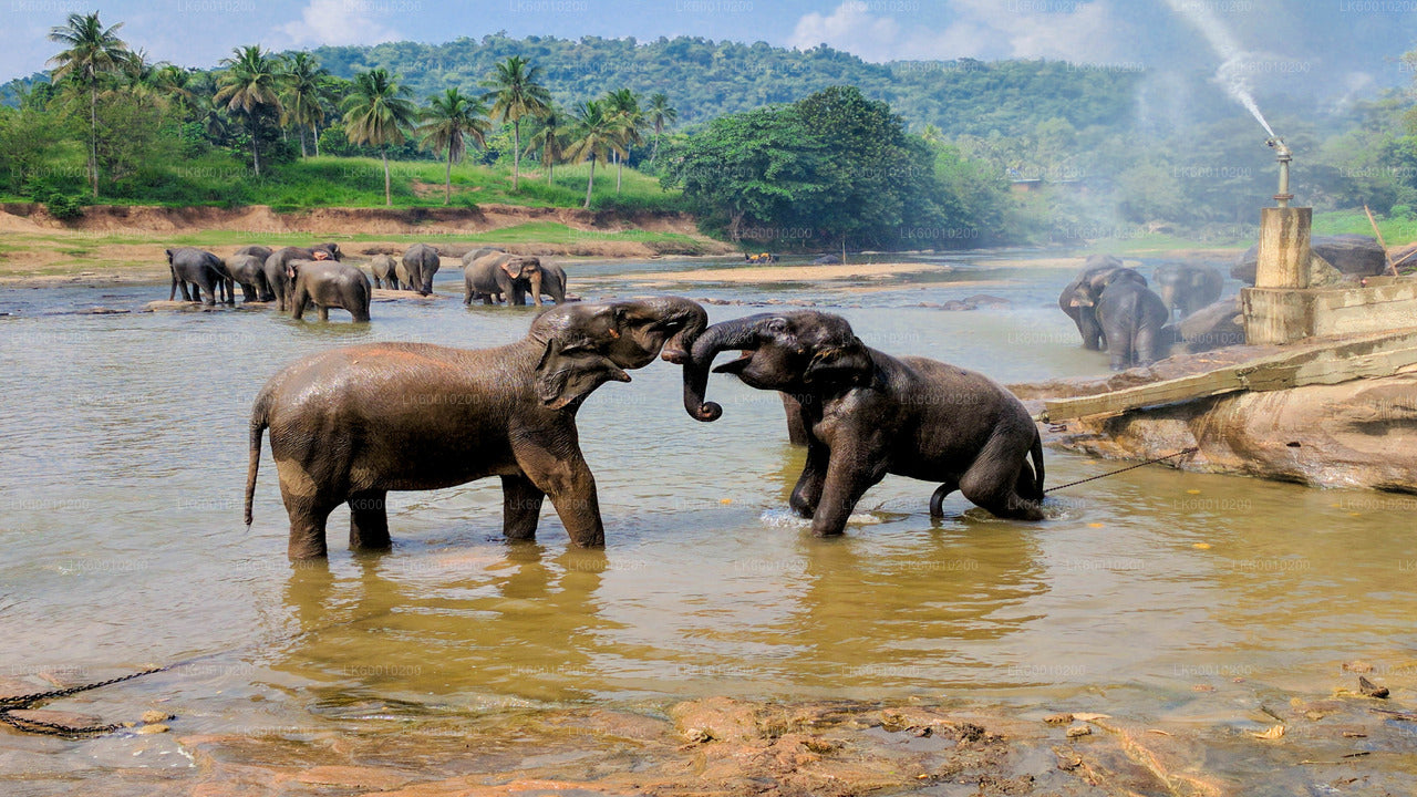 Safari en el Parque Nacional de Udawalawe desde Ahangama